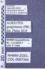 Etiketten zu Agriotes gurgistanus (Faldermann, 1835) (NHMW-ZOO-COL-0007344)